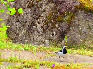 bird.JPG