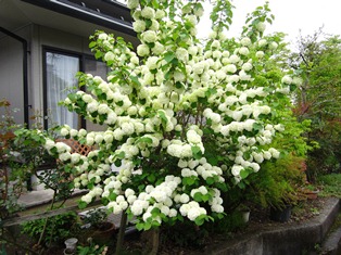 kinnjonoflower.JPG
