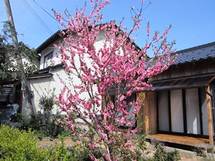 sakura.JPG