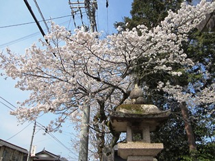 sakura3.JPG