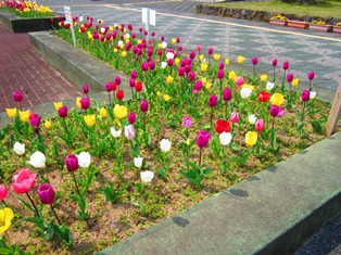 tulip.JPG