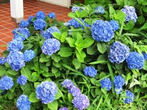 purple ajisai