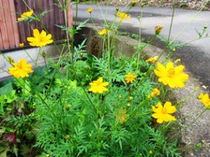 yellow pretty flowers