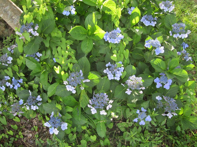 紫陽花