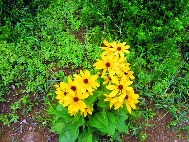 Yellow Flowers