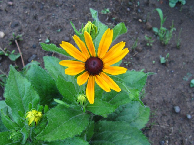 a yellow flower