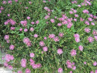 little purple flowers