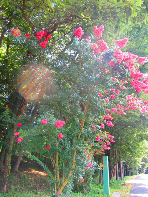 pink flowers 2