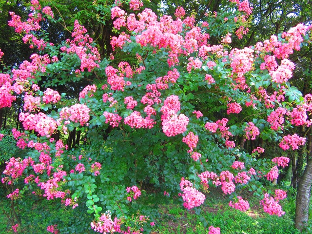pink flowers