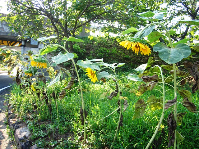 夏の終わり