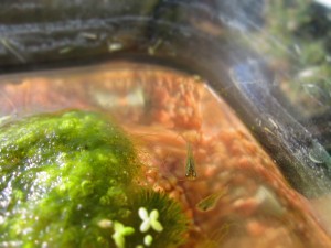娘が飼っているめだか