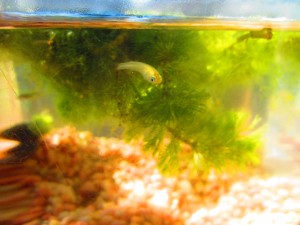 娘が飼っているめだか