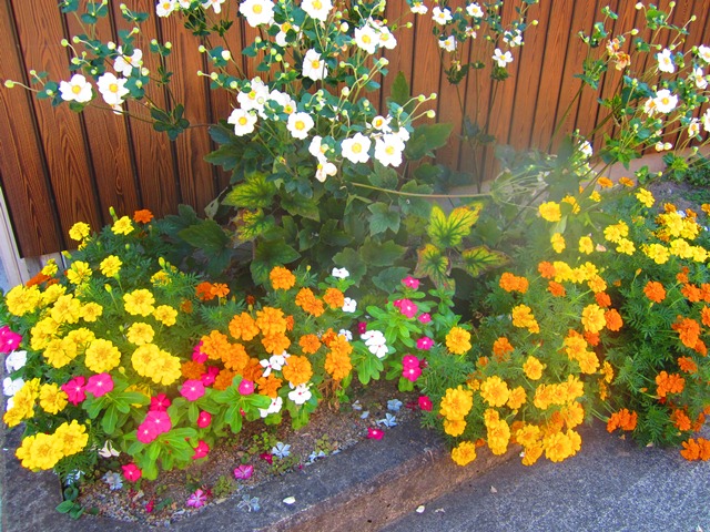 Lots of flowers