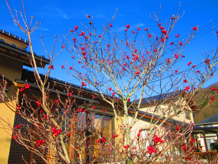 花水木