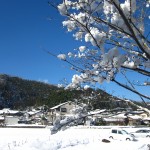 IMG_3239 IMG_3239