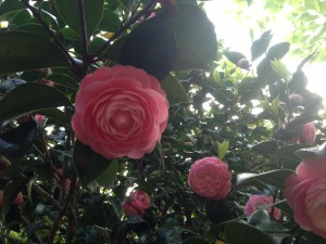 IMG_0693
