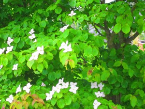 IMG_5258