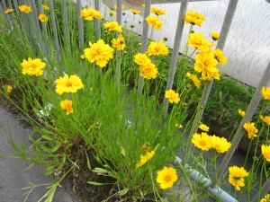 IMG_5255