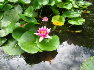 IMG_5388