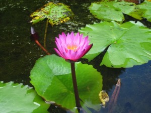 IMG_5390