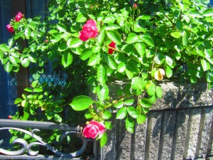 IMG_6930