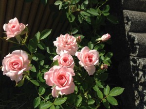IMG_1224