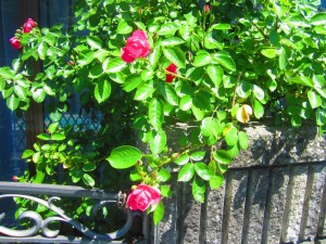 IMG_6930