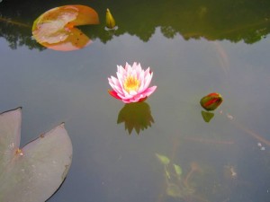 IMG_6946