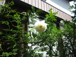IMG_8912