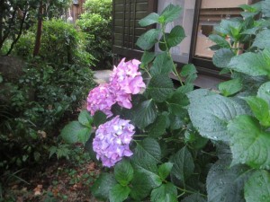 IMG_8919