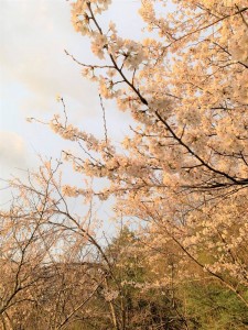 IMG_2486 (2)