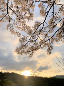 IMG_2487 (2)